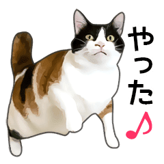 いろんな三毛猫 Line スタンプ Line Store いろんな三毛猫 Line スタンプ Line Store