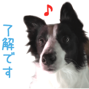 Real DOG Border Collie