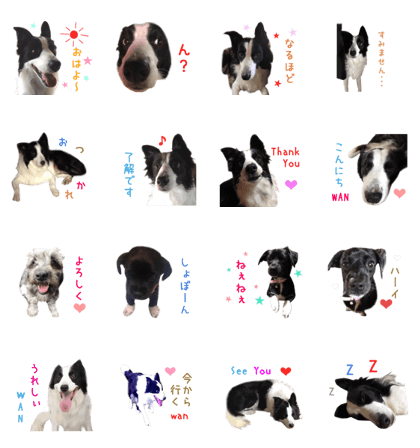 Real DOG Border Collie