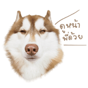 Husky Taro's secret thought. 1