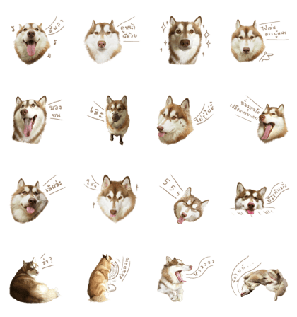 Husky Taro's secret thought. 1