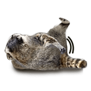 Naughty raccoon(English)