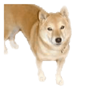 Cute Shiba dog