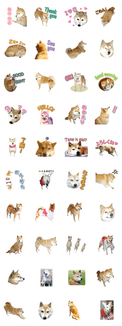 Cute Shiba dog