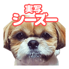 実写 シーズー犬ぽんずとかぼす Line スタンプ Line Store