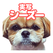 Shih Tzu Ponz and Kabos