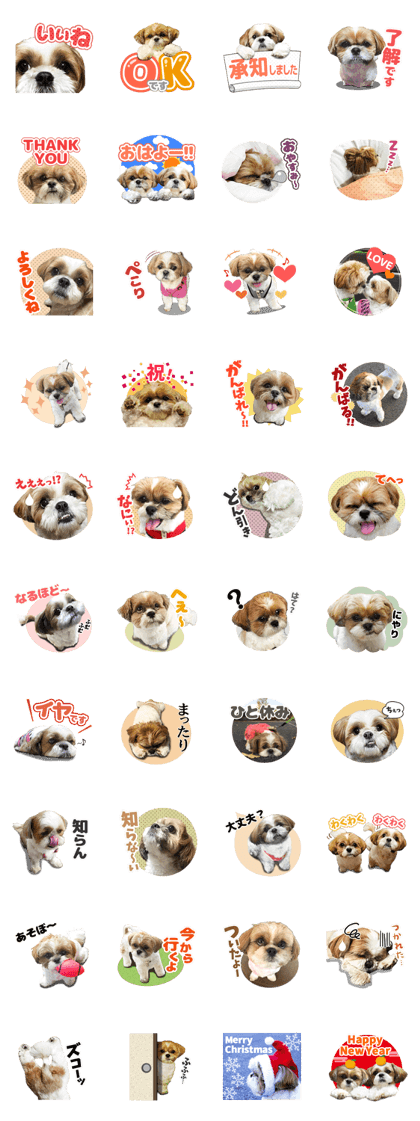 Shih Tzu Ponz and Kabos