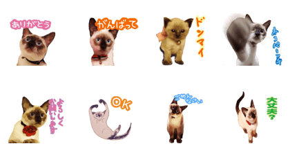 This is hana