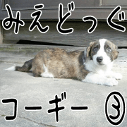 MIEDOG Welsh Corgi Cardigan sticker 3