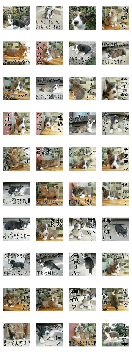 MIEDOG Welsh Corgi Cardigan sticker 3