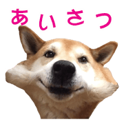 A-chan of Shibainu 3(Greeting)