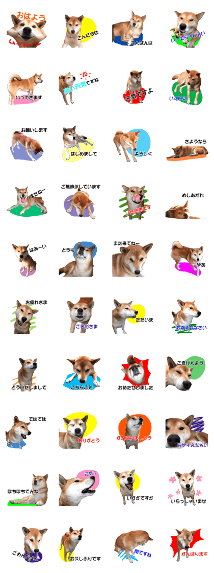 A-chan of Shibainu 3(Greeting)