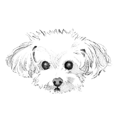 toy poodle:macaron