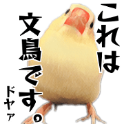 White Java sparrow "Ton-Chan"