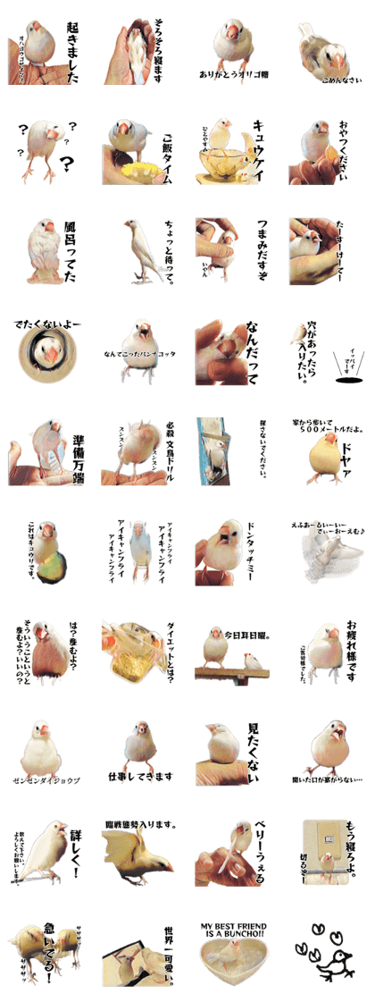 White Java sparrow "Ton-Chan"