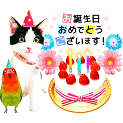 Animation Photo Sticker Cat Lovebird Line Stickers Line Store