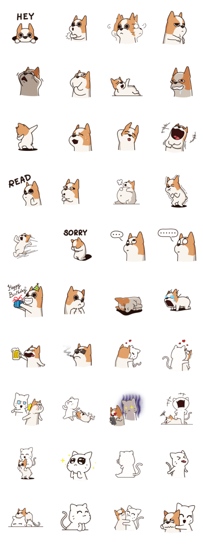 Playful Chihuahua II