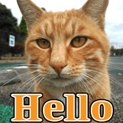 Stray cat photo Sticker2