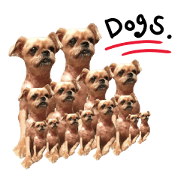 Brussels Griffon's funny stickers!