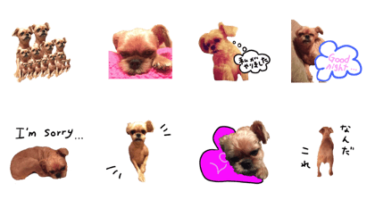 Brussels Griffon's funny stickers!