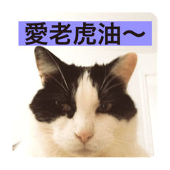 Mia bebe 黑白咪咪2