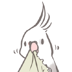 Hsiao-Kuai the white-faced cockatiel
