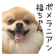 pomeranian fuku