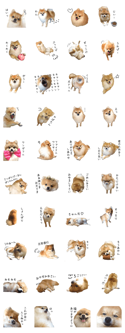 pomeranian fuku