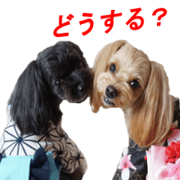 yuzuponzu Sticker 2016