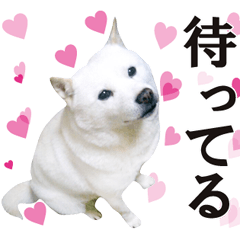 Roshi is Hokkaido dog.and bunchan(real)2