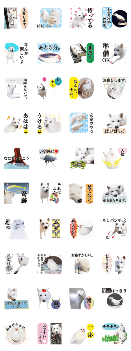 Roshi is Hokkaido dog.and bunchan(real)2