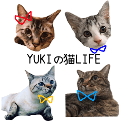 YUKIの猫LIFE