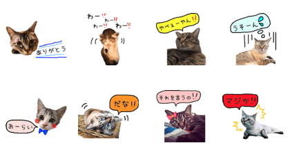 4Cat life sticker