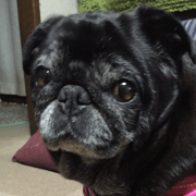 Pug Pug Anko