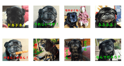 Pug Pug Anko