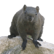 Squirrel of the day