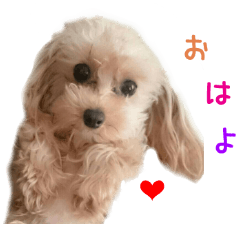 Real DOG Pomeranian &Toy Poodle