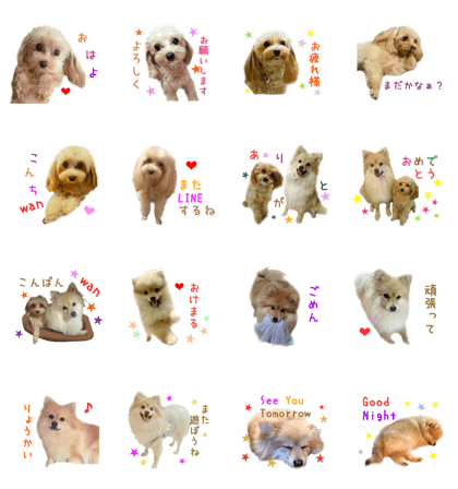 Real DOG Pomeranian &Toy Poodle