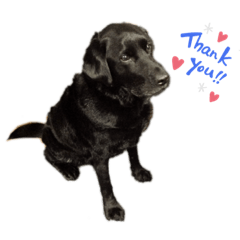 Black Labrador Alexi