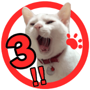 Cat of seal 3