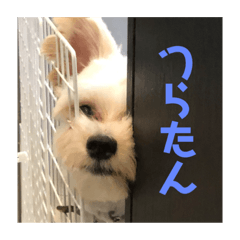 Tommy_20201102052435