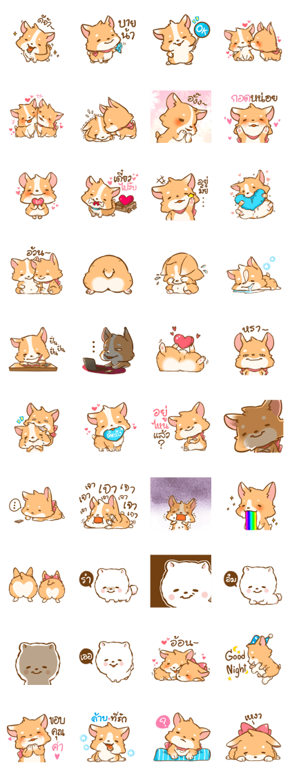 Corgi in love