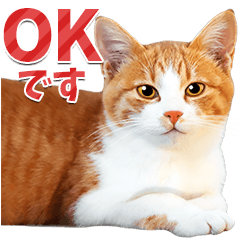 You can use every day! Orange tabby cats