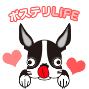 Boston terriers LIFE