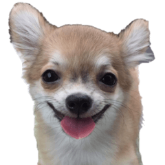 Dog3