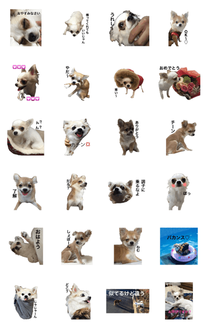 Dog3