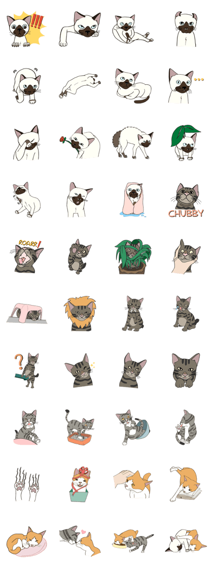Kitten Family