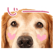 Golden retriever 01 / odekaken
