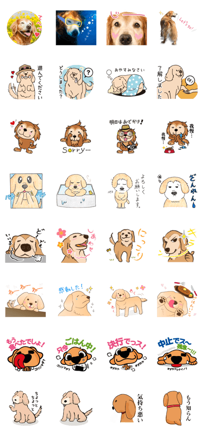 Golden retriever 01 / odekaken