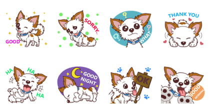 Shiro : A Canny Chihuahua